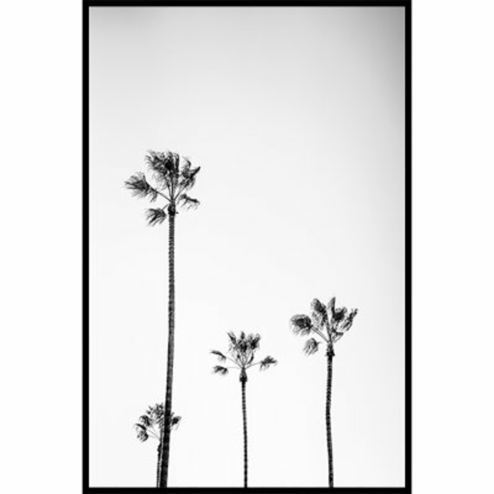 Santa Monica Palm Trees Poster