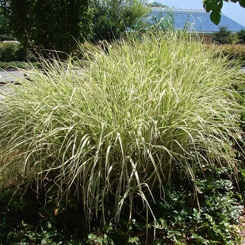 Glansmiskantus 'Variegatus', 2L