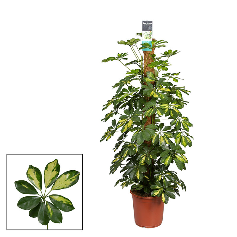 Paraplyaralia 'Golden capella'