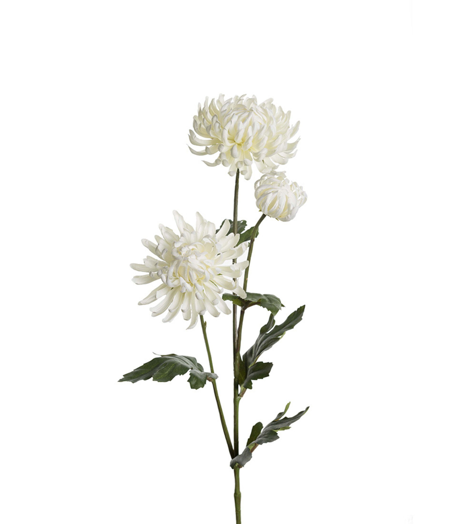 Konstväxt Chrysanthemum, 60