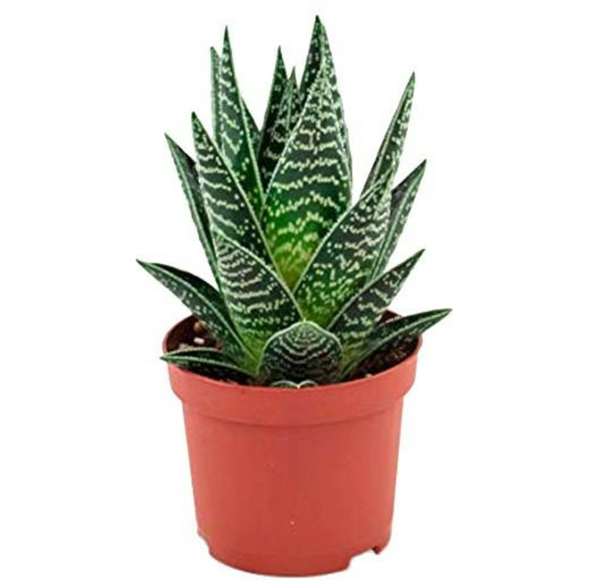 Aloe Tiki Tahi