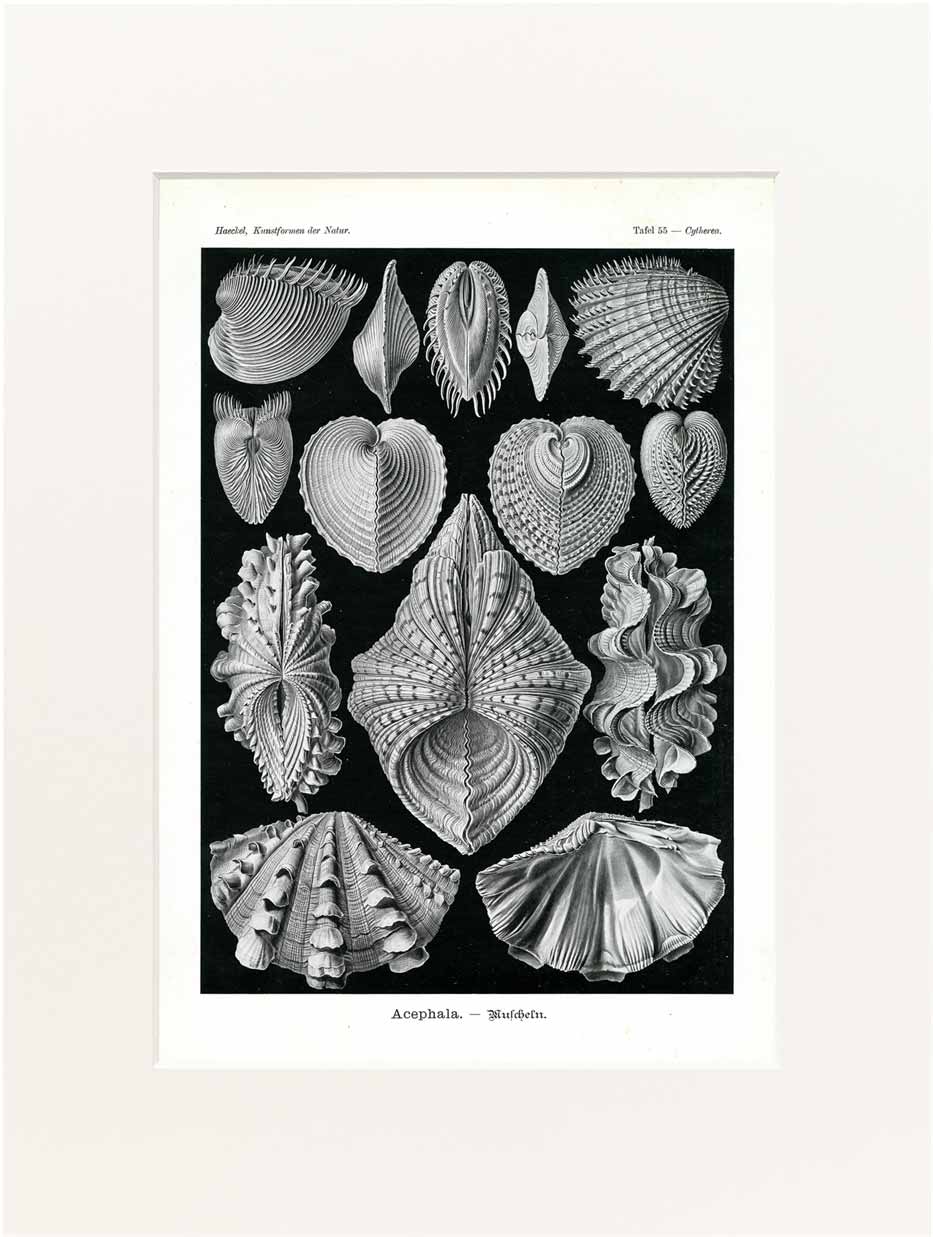 Print Haeckel 40x50 cm #055
