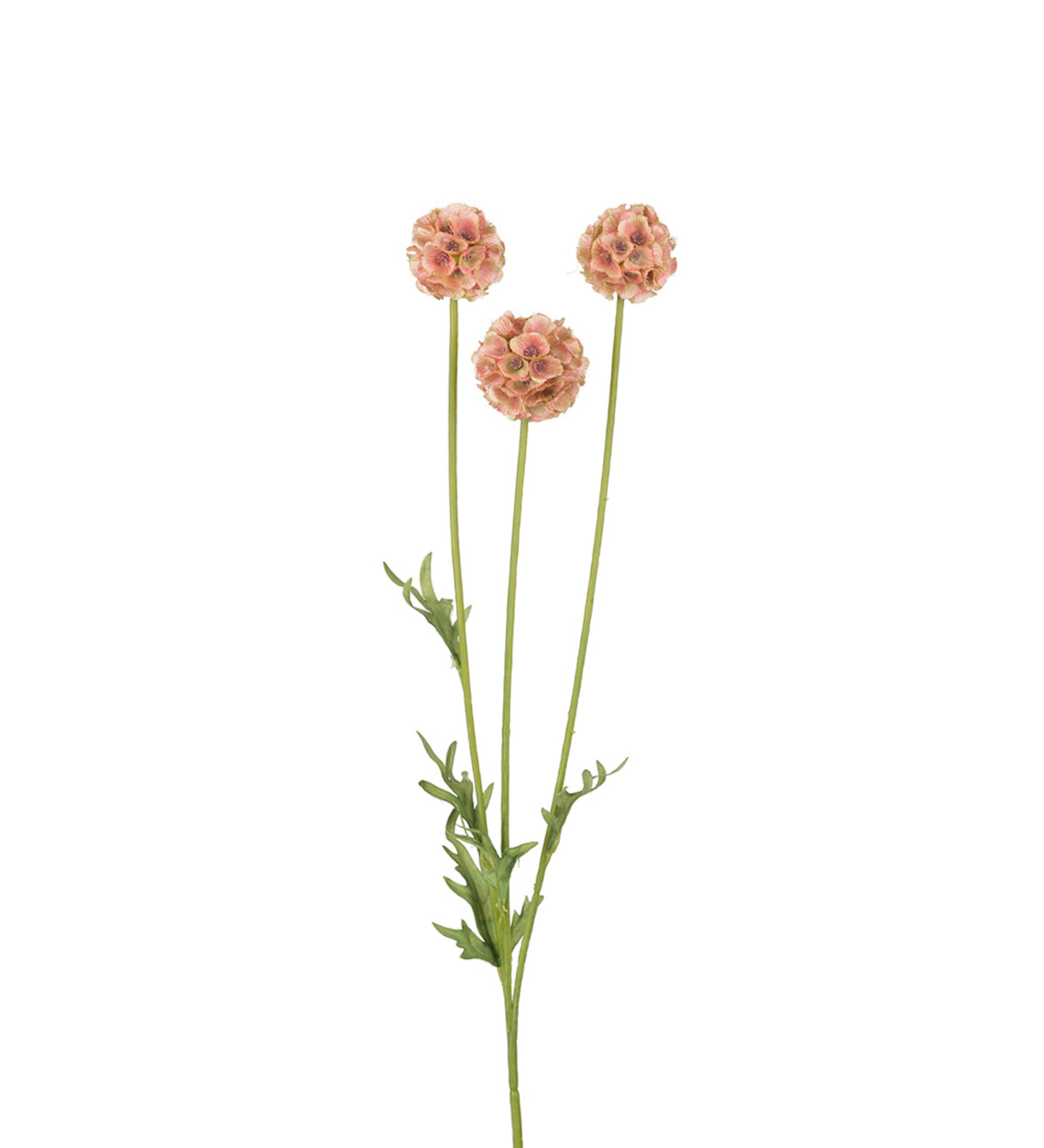 Scabiosa 60 cm, 60
