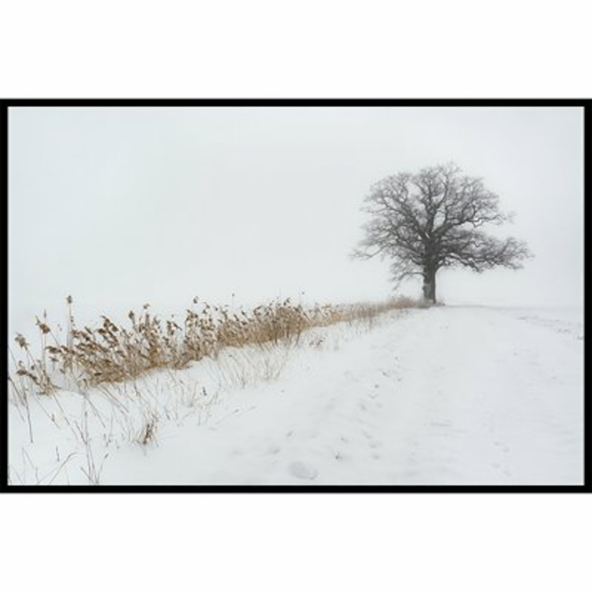 Oak In Fog Poster