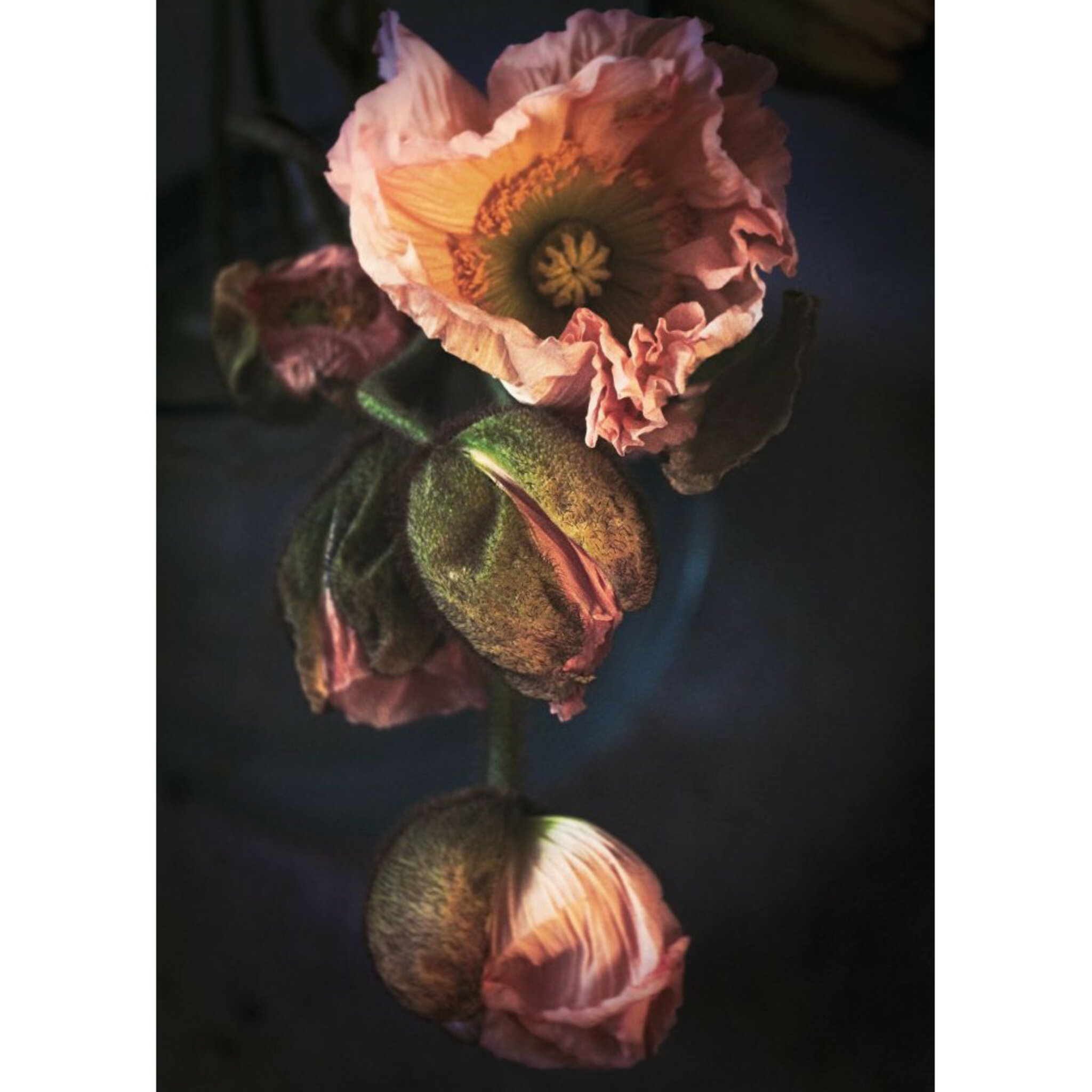 Pink Poppy Flower Poster No 1