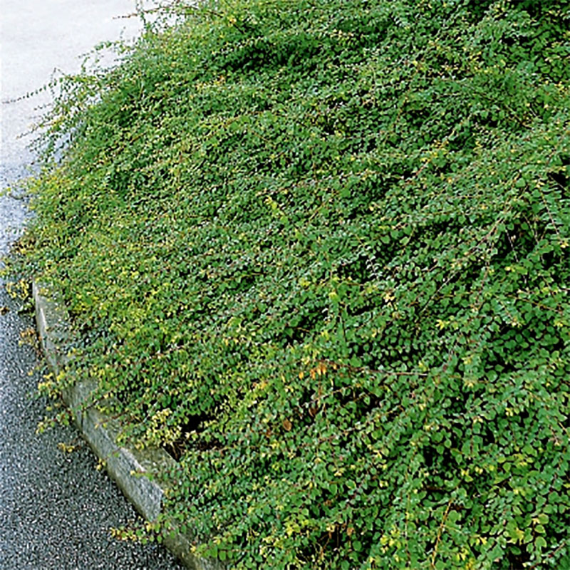 Hybridsnöbär 'Hancock' 30-50 cm, 10-pack