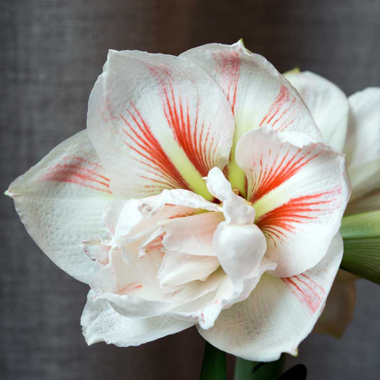 Amaryllis 'Nymph'