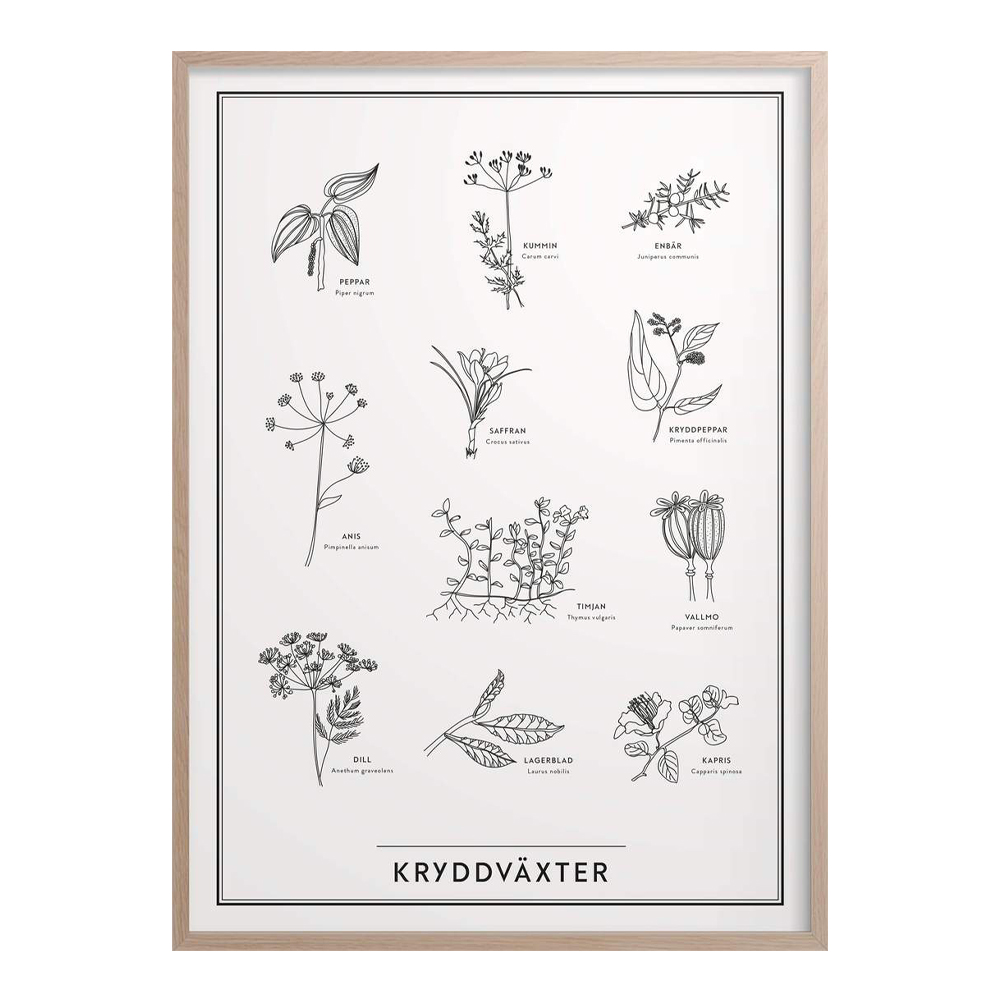 Kunskapstavlan - Kunskapstavlan Poster 50x70 cm Kryddväxter