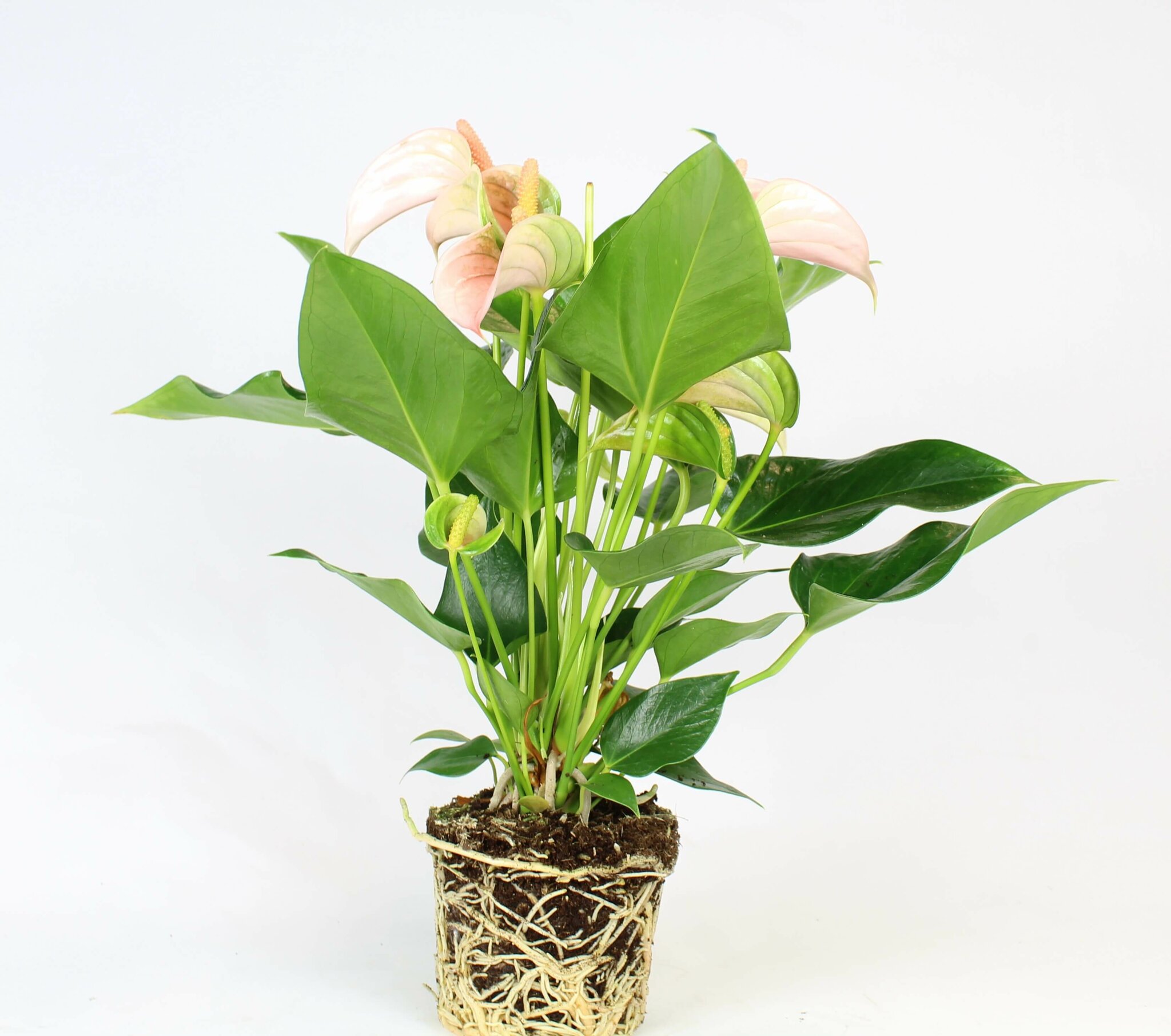 Anthurium Rosa