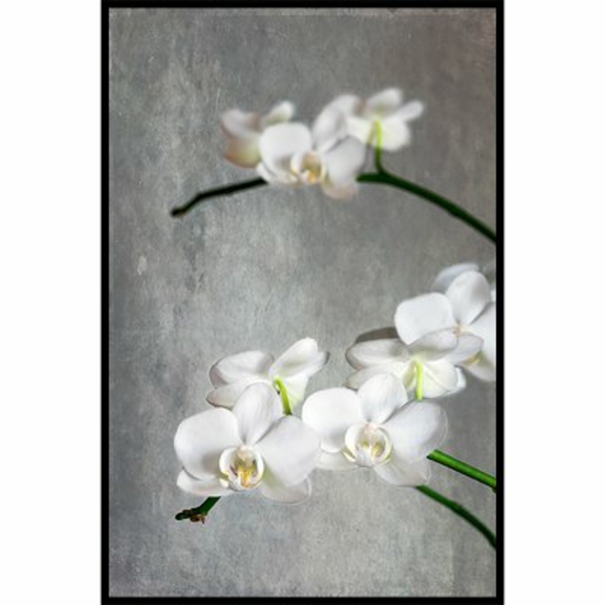 White Orchide Poster