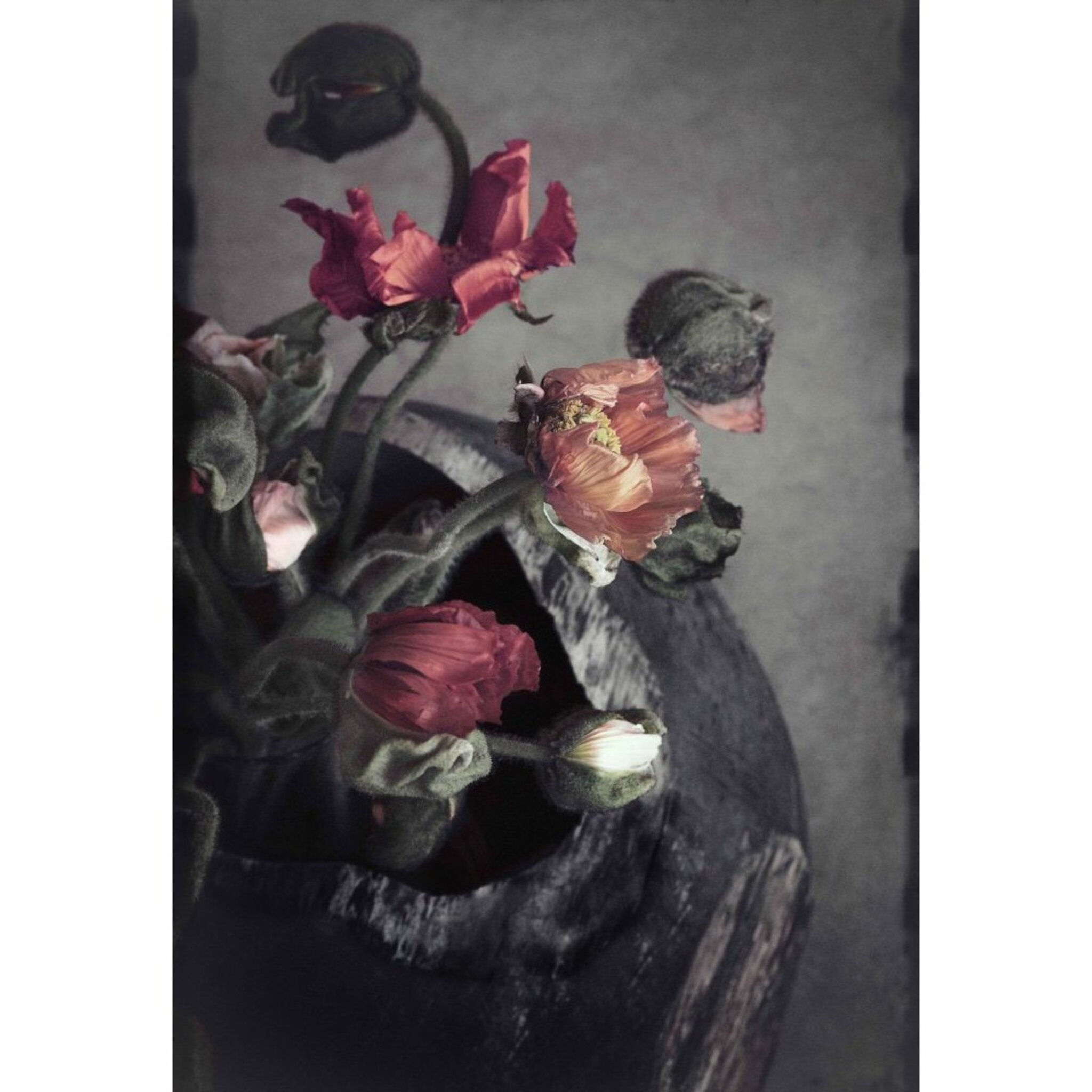 Seeds of Tomorrow – Poppy in wood bowl Poster