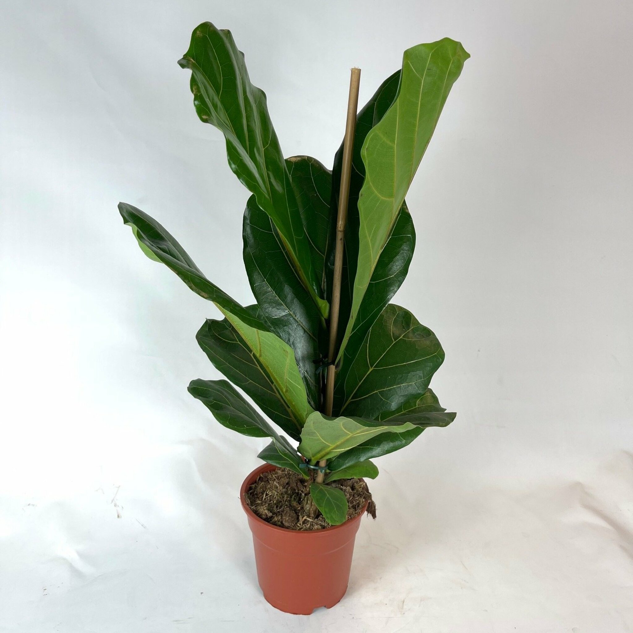 Ficus Lyrata 70cm