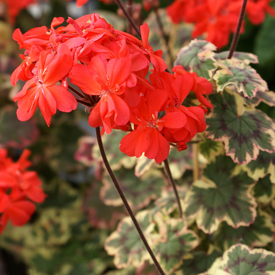 Zonalpelargon 'Ray Bidwell'