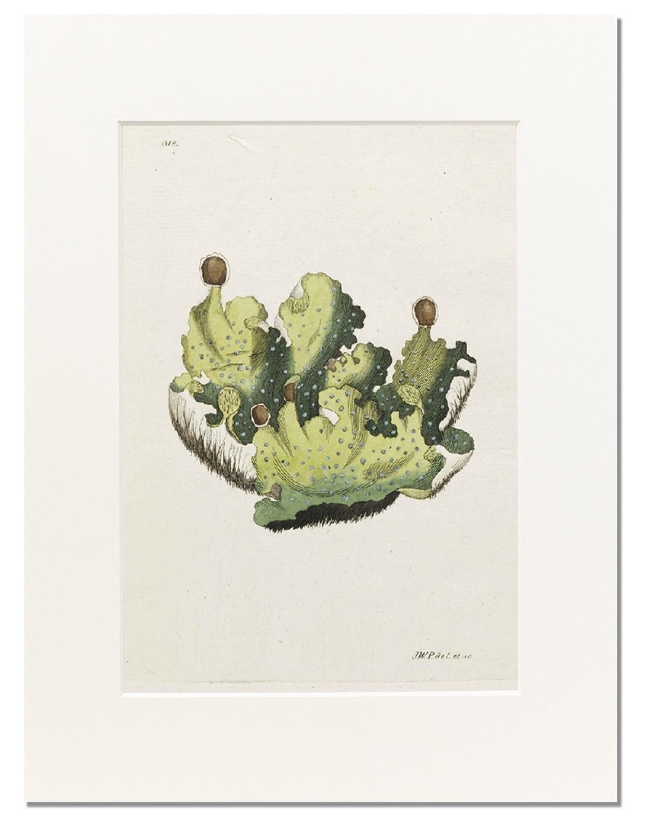 Print Botanik 30x40 cm #318