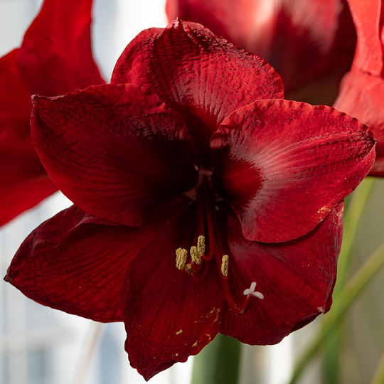 Amaryllis 'Red Pearl'
