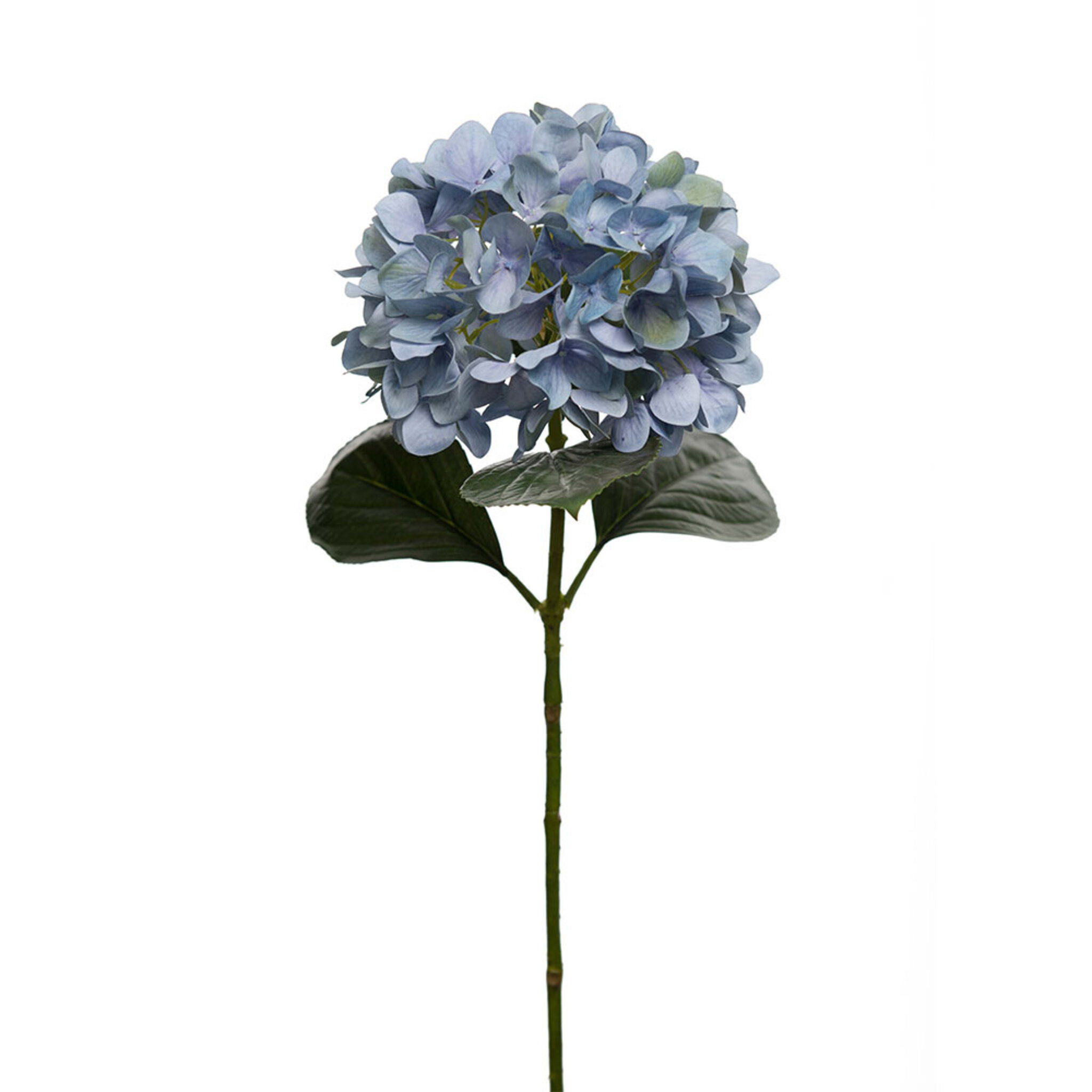 Hortensia