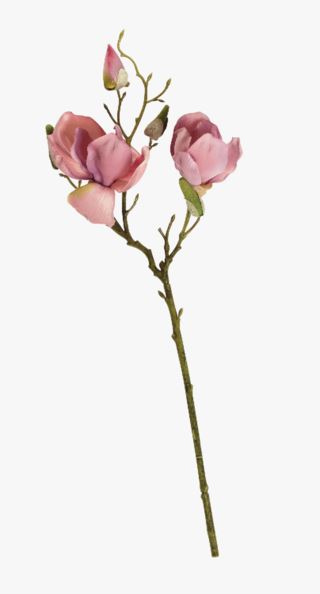 Magnolia singel blommor rosa