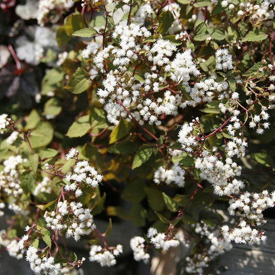 Rostflockel 'Chocolate'