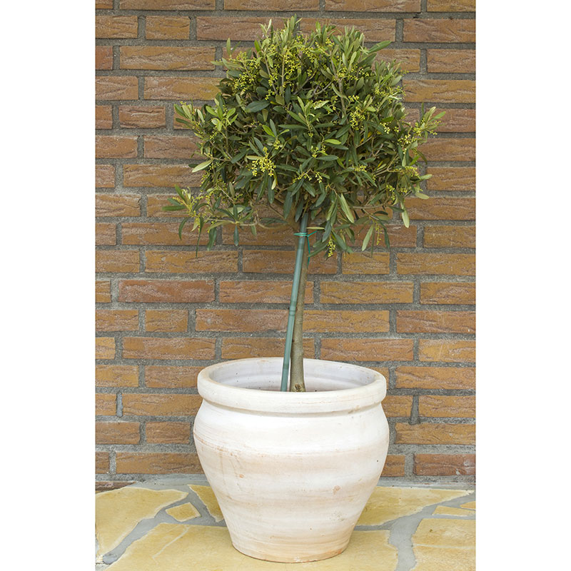 Olivträd, 70-80 cm