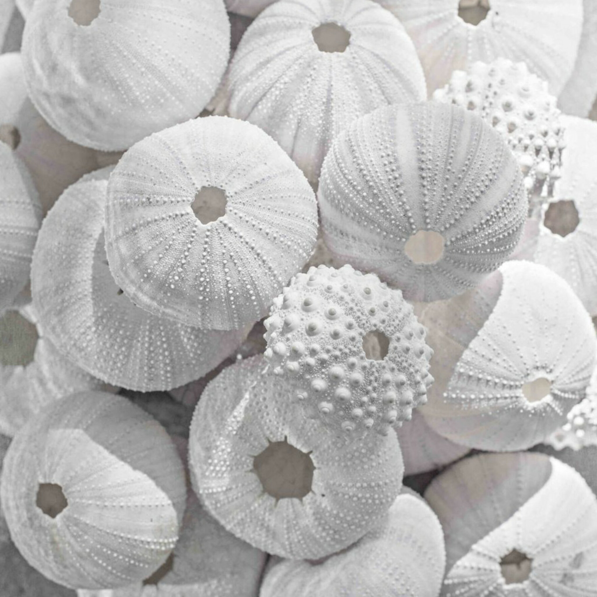 Sea Urchin And Shell Poster