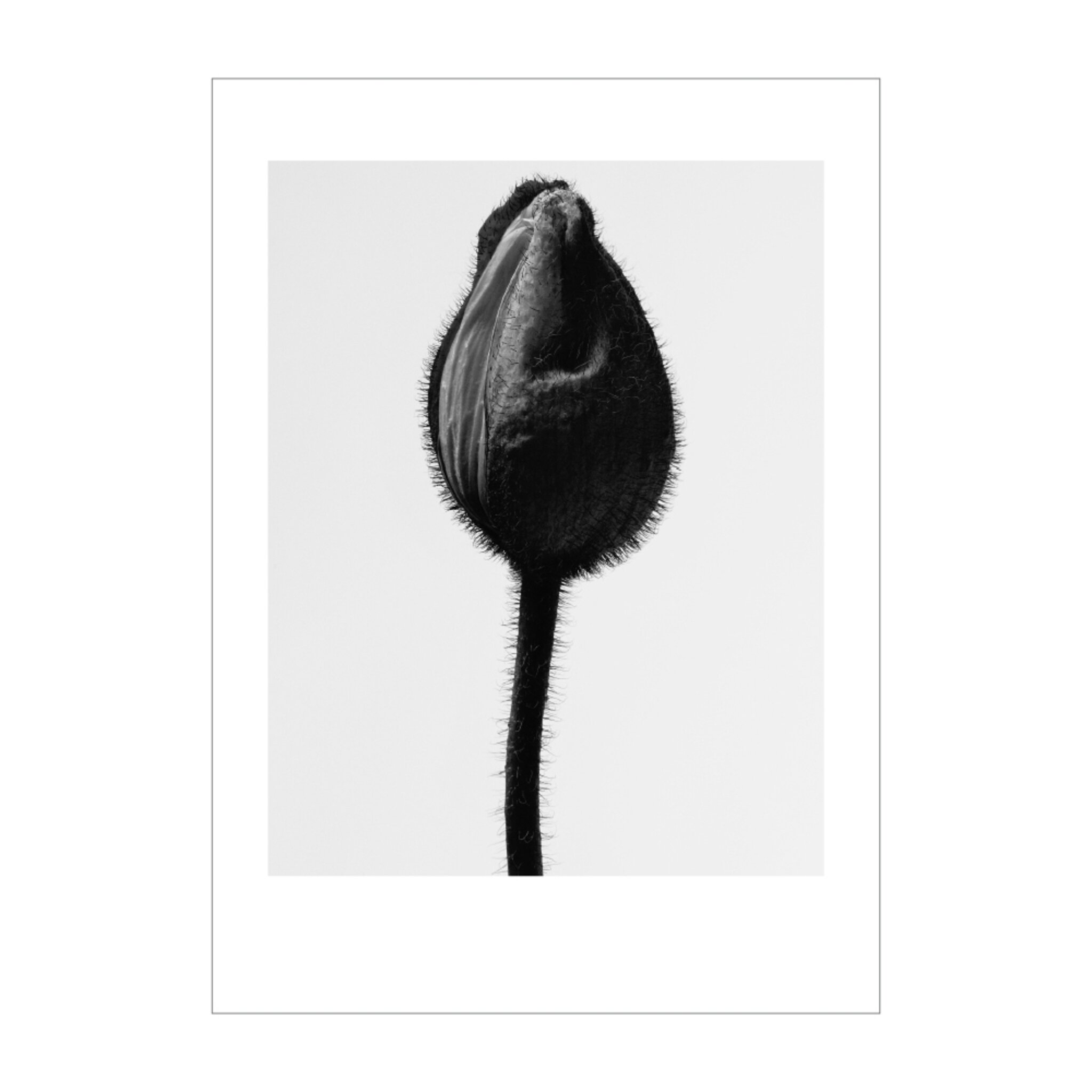 Bud