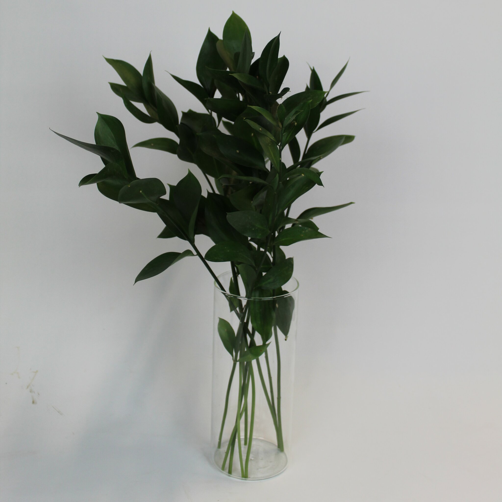 Ruscus