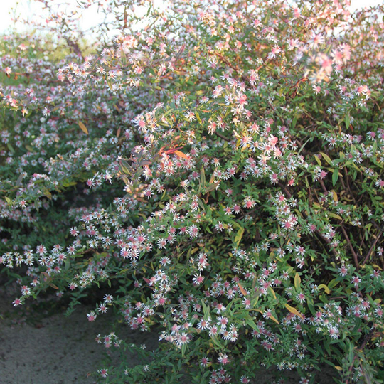 Grenaster 'Lady in Black'