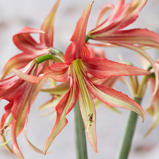Amaryllis 'La Paz'