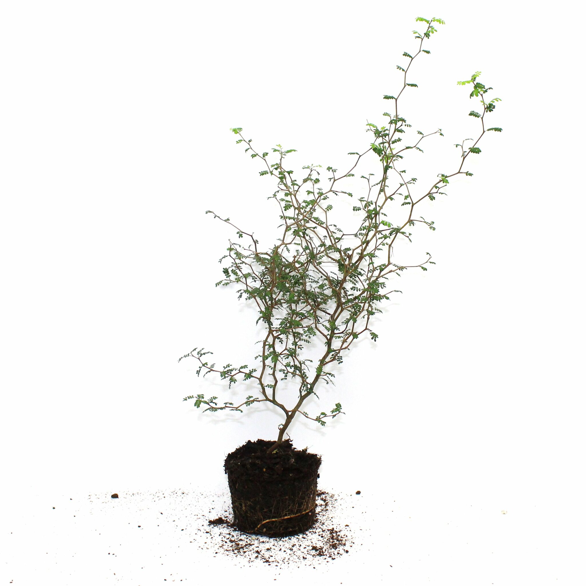 Sophora