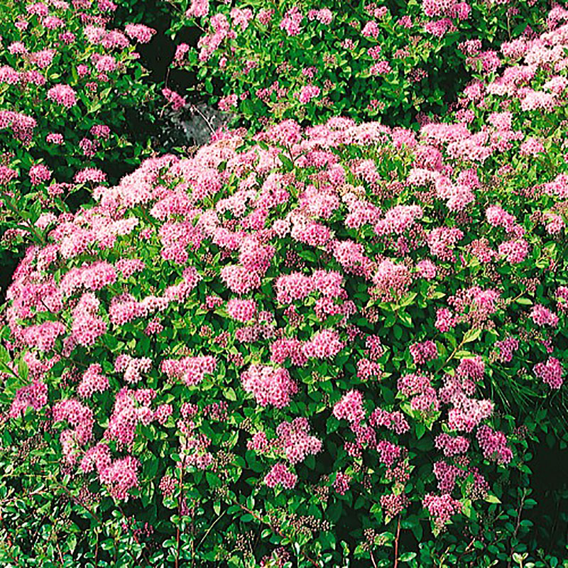 Dvärgpraktspirea 'Little Princess' 10-pack