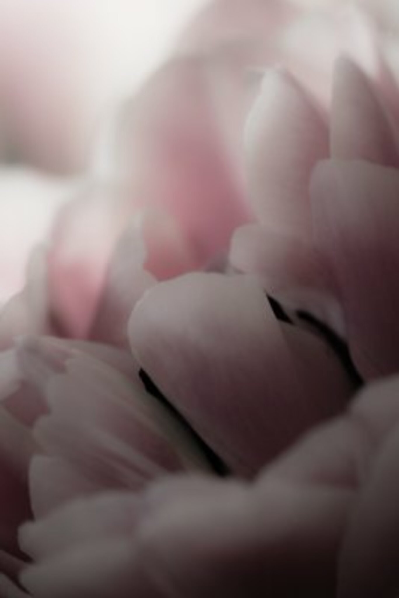 Pink Tulip Poster