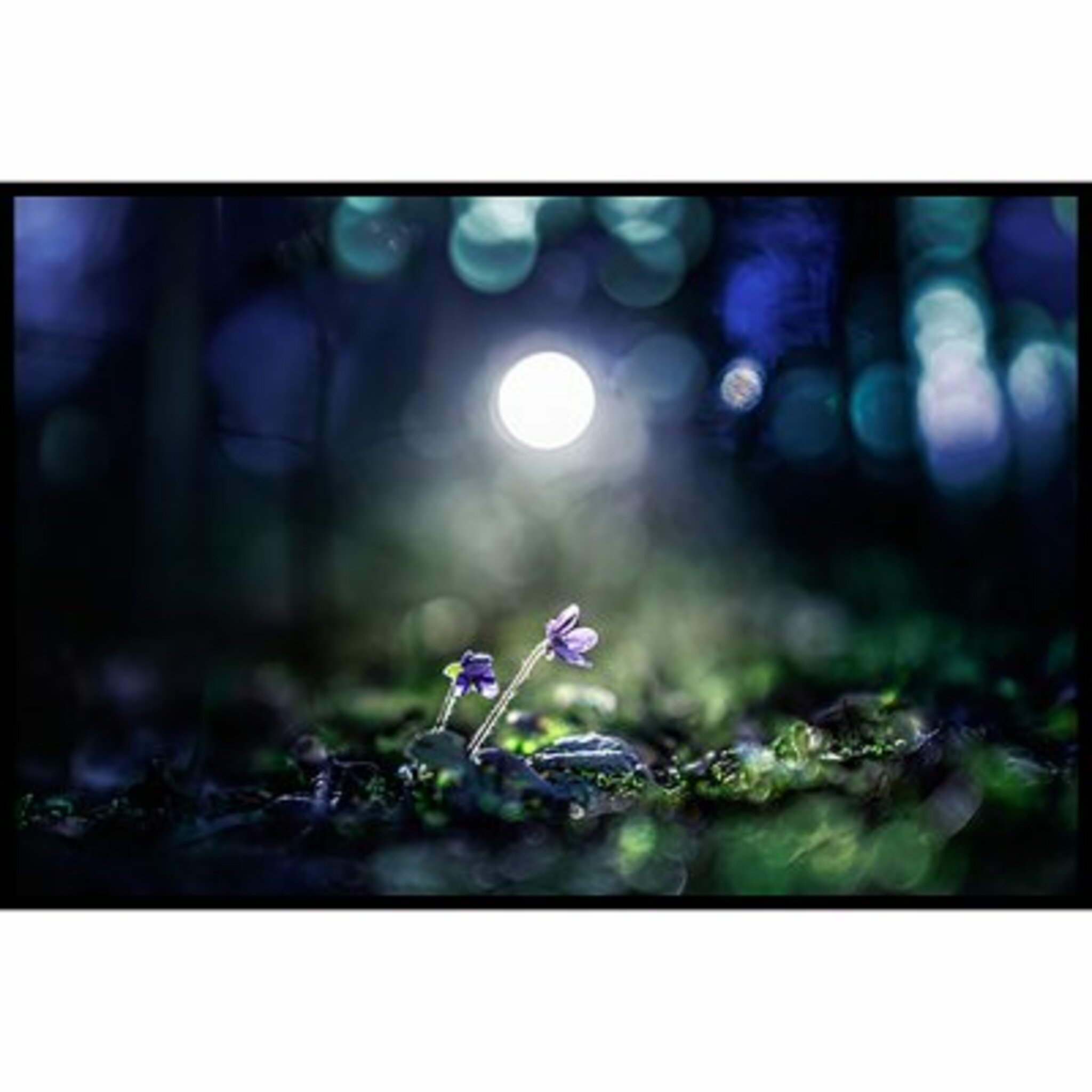 Purple Flower 2 Poster