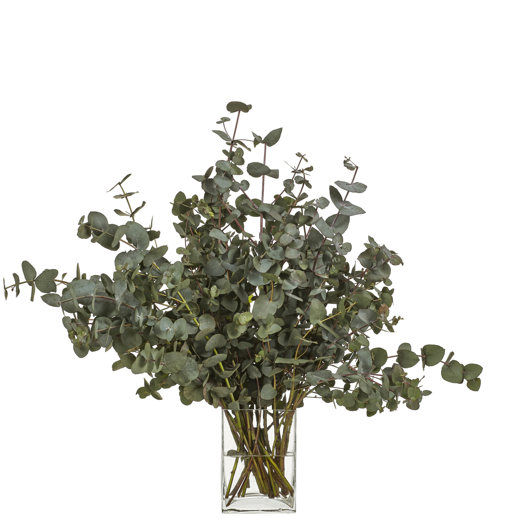 Poppel / Eucalyptus