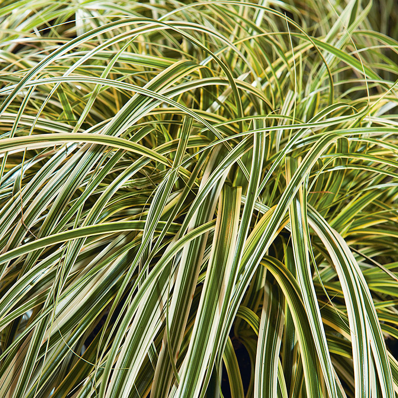 Oshimastarr 'Feather Falls', 2L