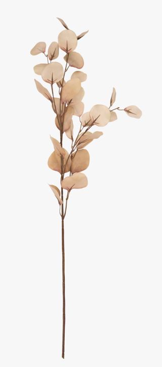 Eucalyptus big kvist sand