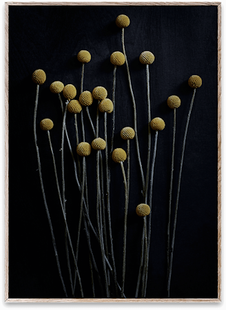 Still Life 01 (Yellow Drumsticks) Poster 50x70 cm