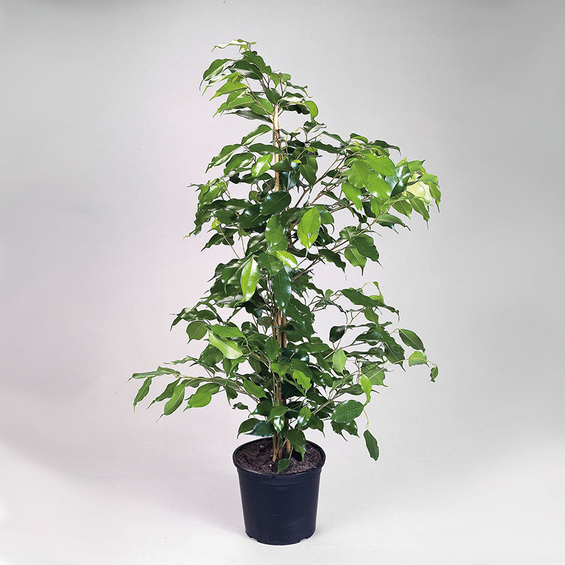 Benjaminfikus 'Exotica'