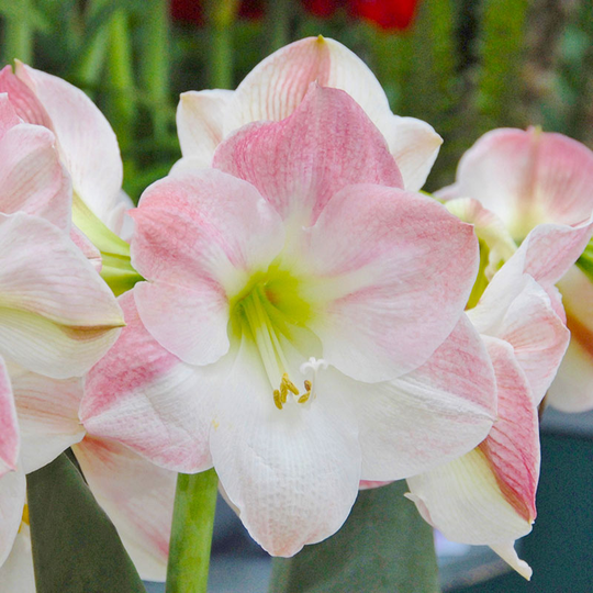 Amaryllis 'Apple Blossom'