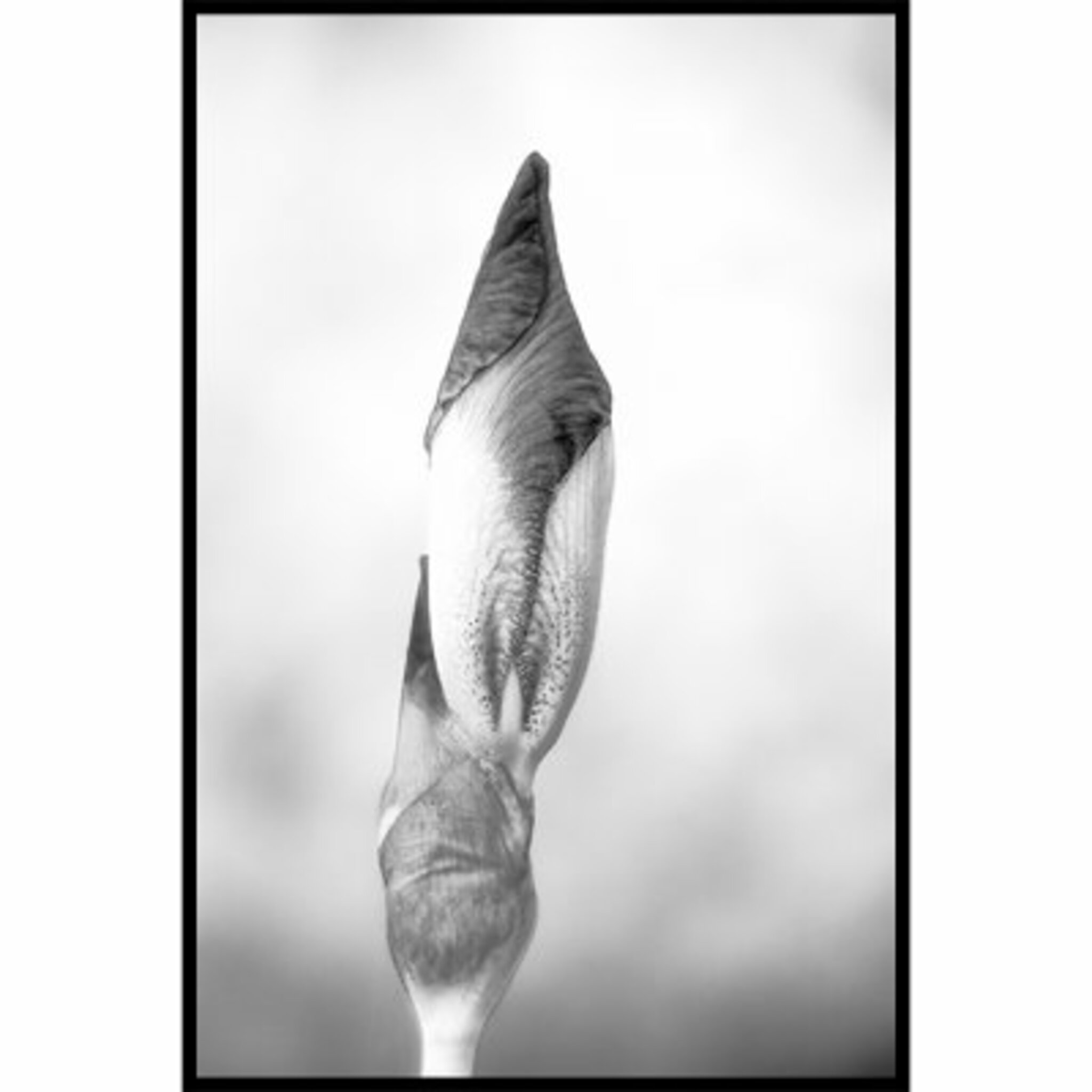 Iris Poster