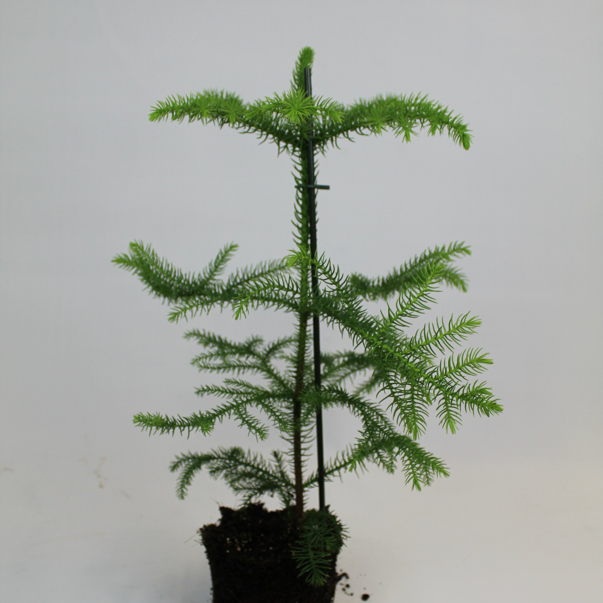 Rumsgran 50 cm