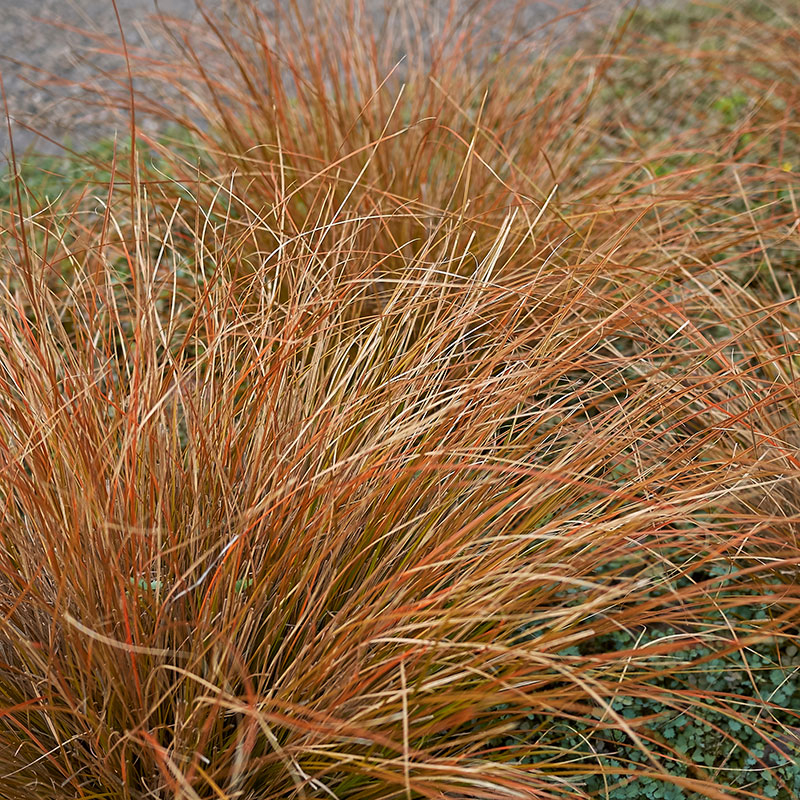 Bronsstarr 'Bronze Form', 2L