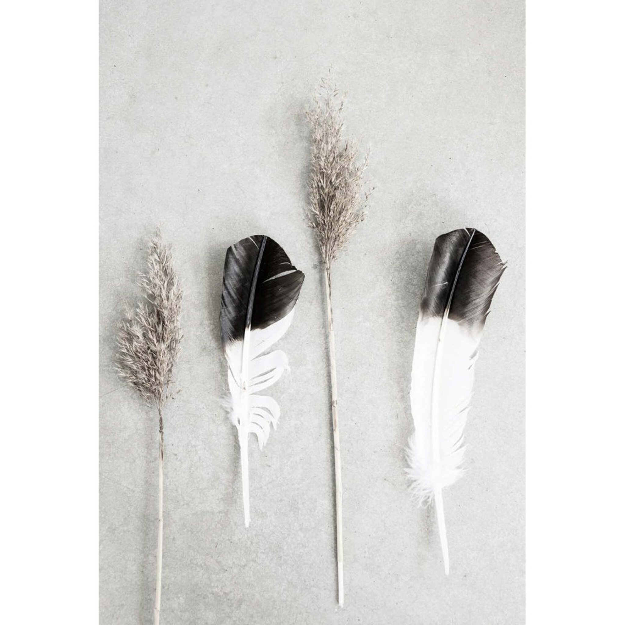 Dry Reeds And Feathers Poster