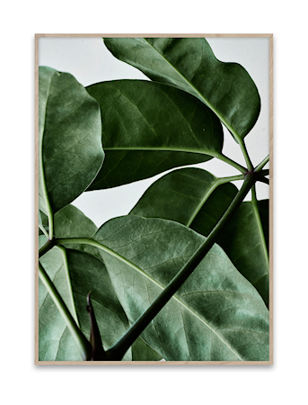 Green Home 01 Poster 50x70 cm