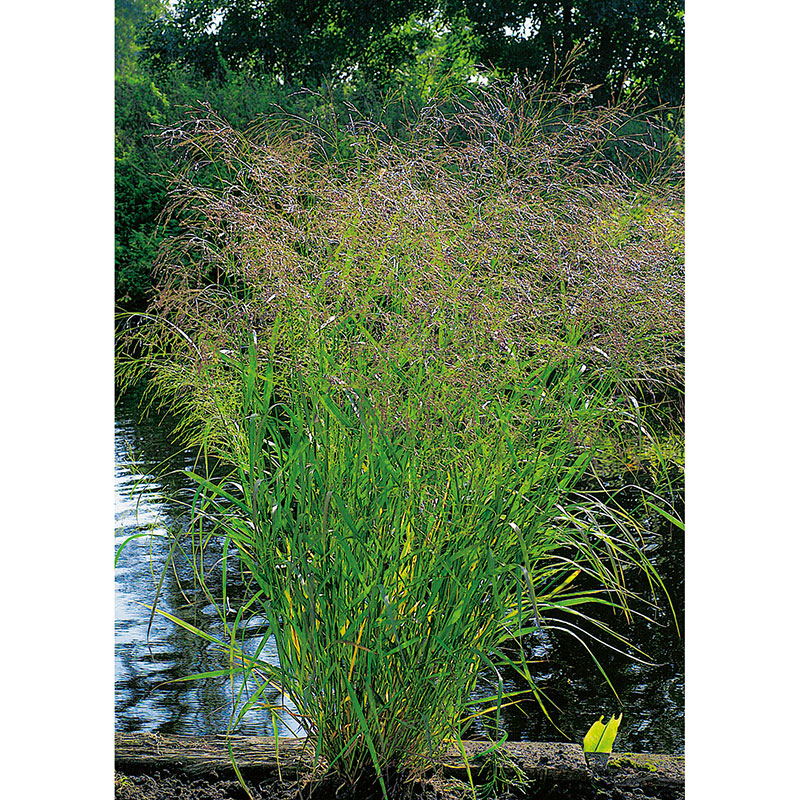 Jungfruhirs 'Squaw', 2L