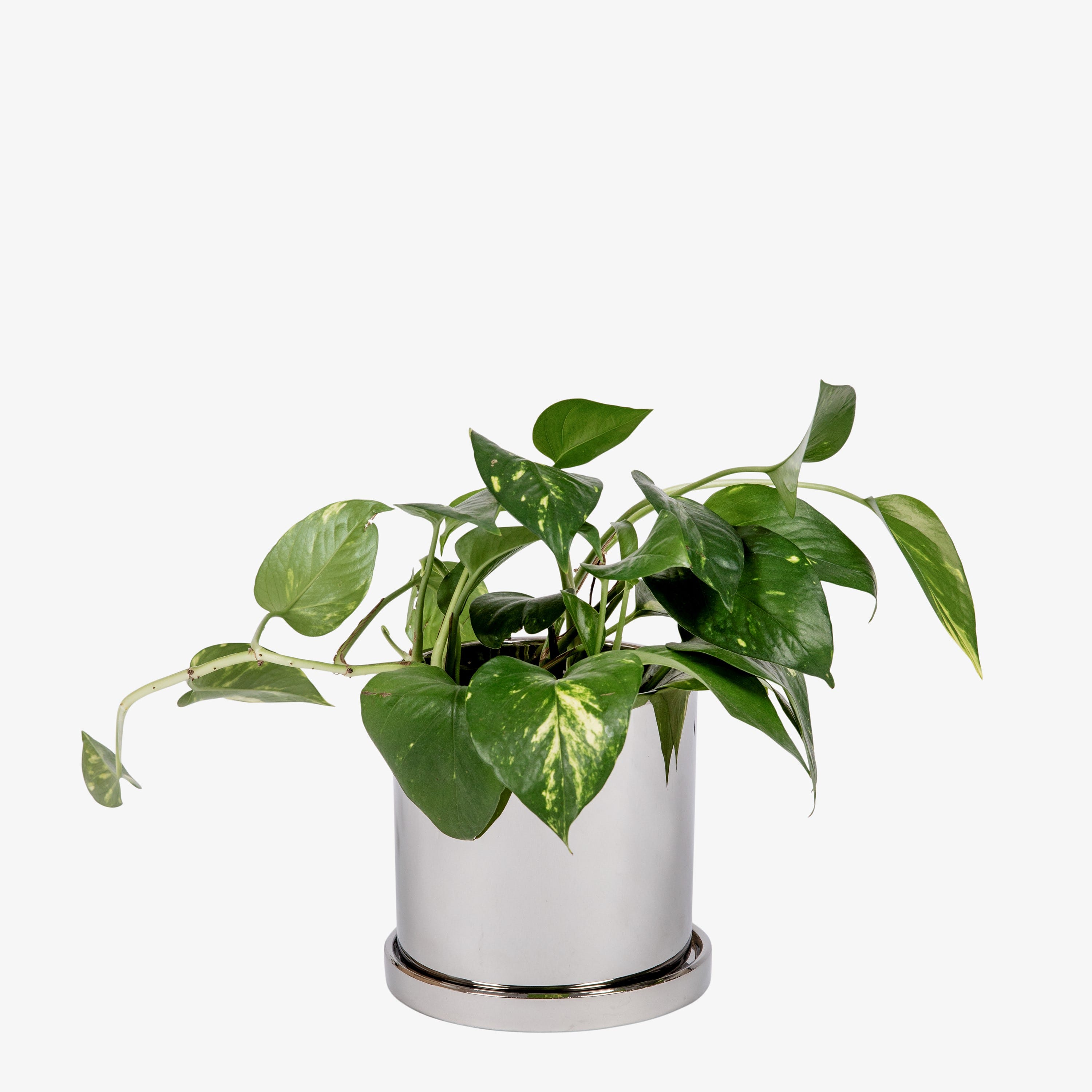 Kruka med Fat 15cm Krom