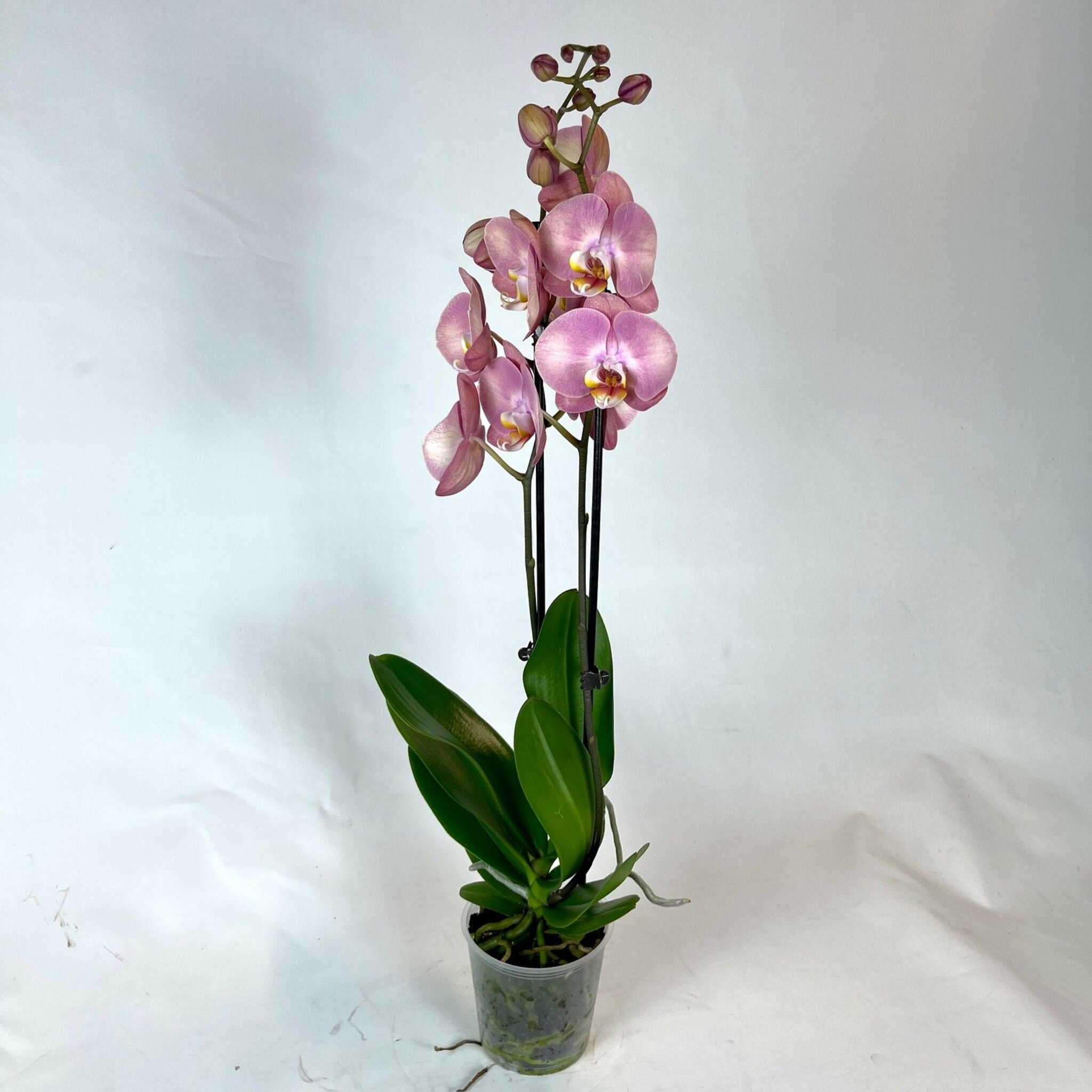 Orkidé Rosa 2 Stänglar