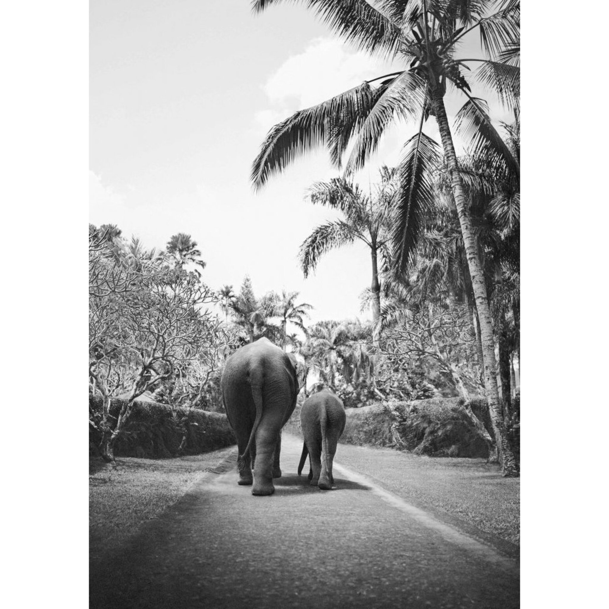 Elephant Walk Poster
