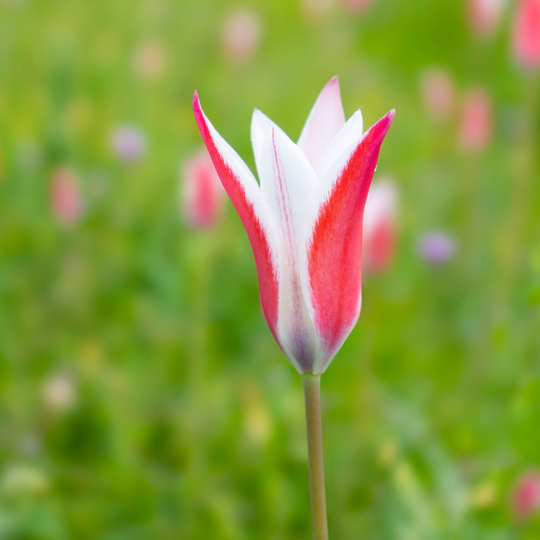 Italiensk tulpan 'Peppermint Stick'