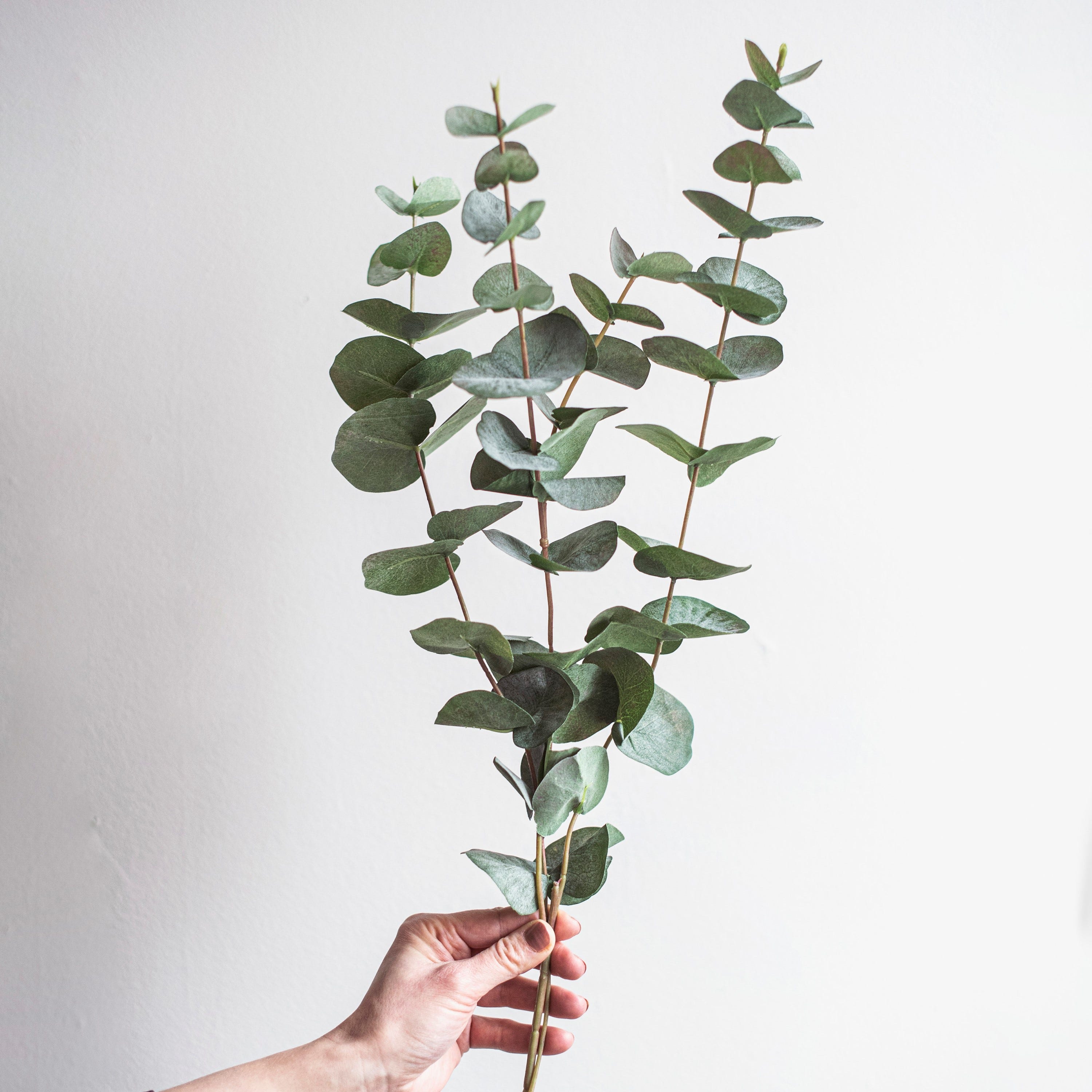 Kvist Konst Eucalyptus 60cm