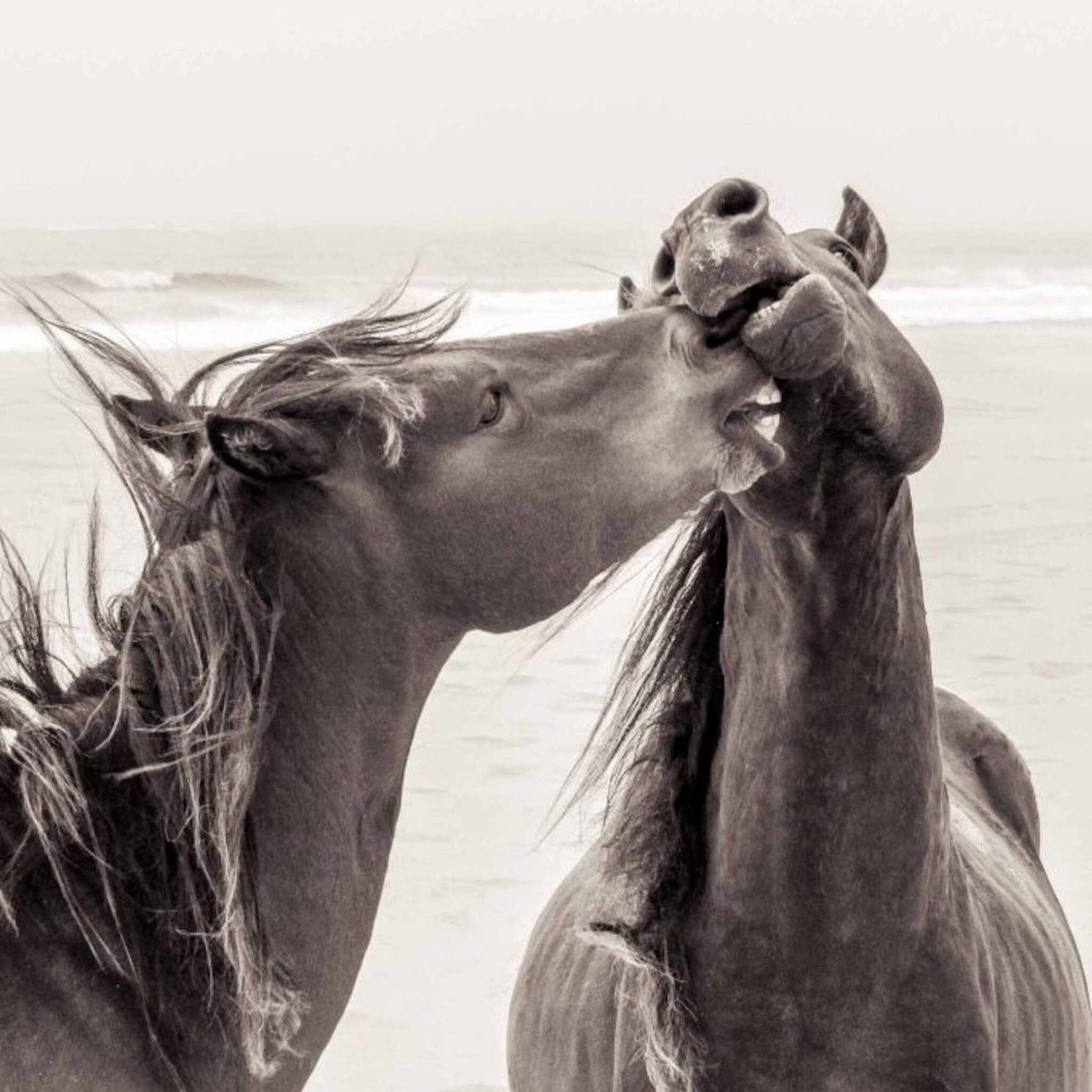 Horse love Poster